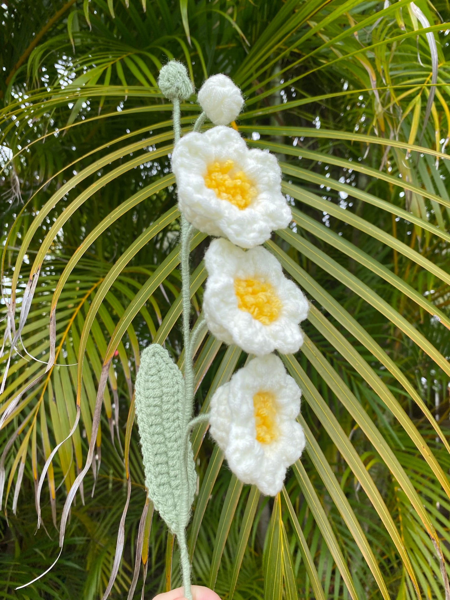 Lily of the Valley