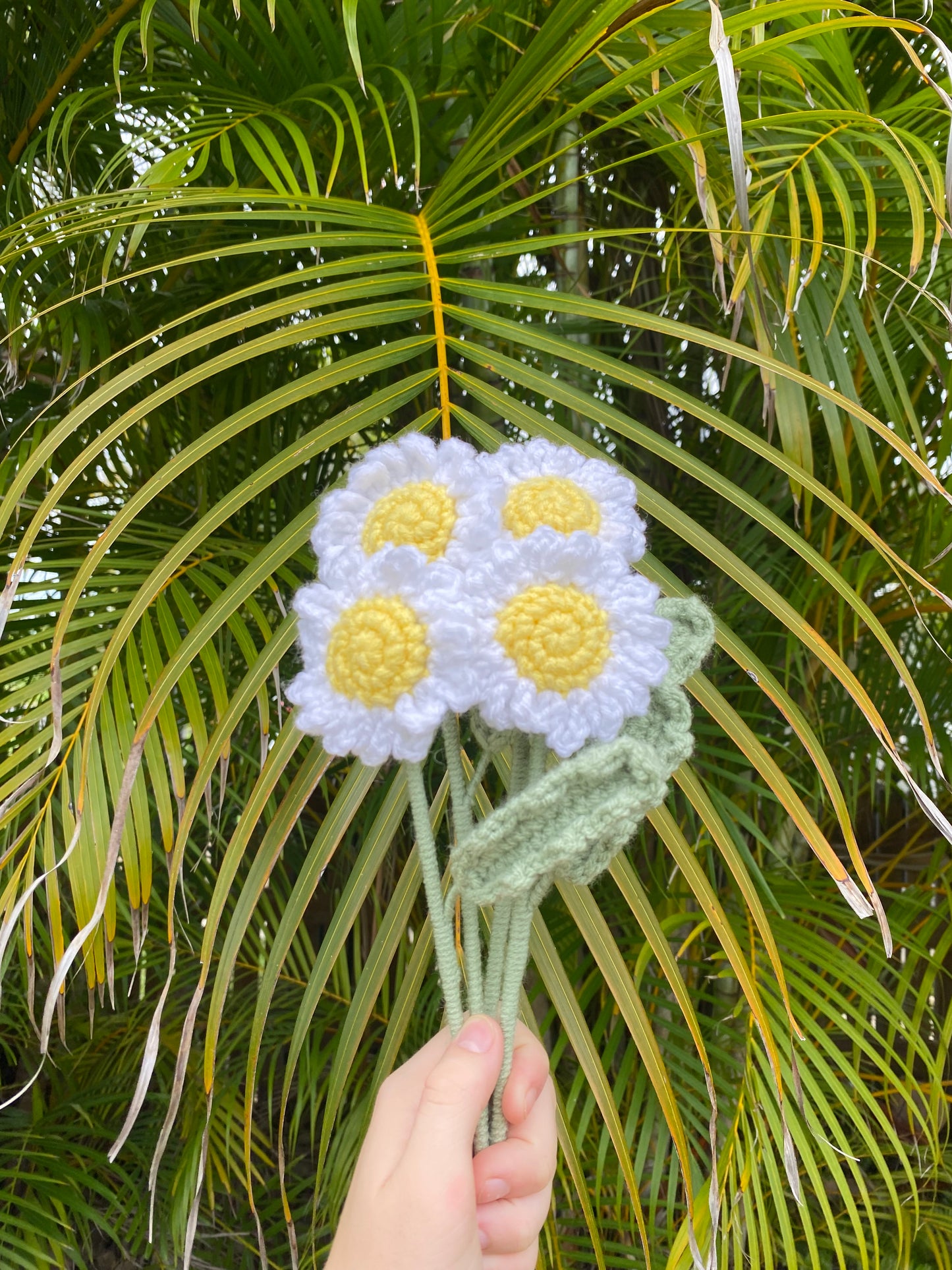 Daisies