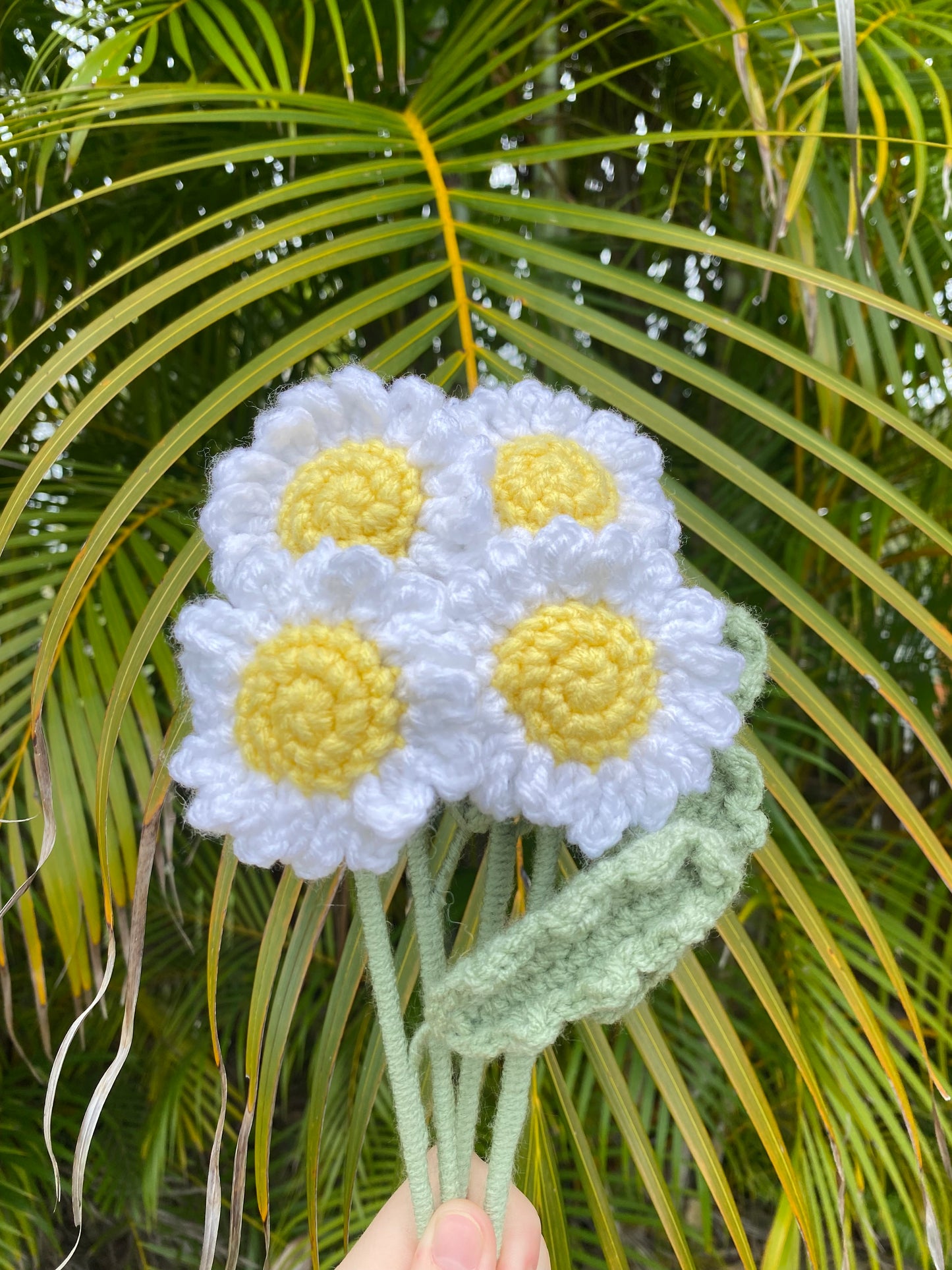 Daisies