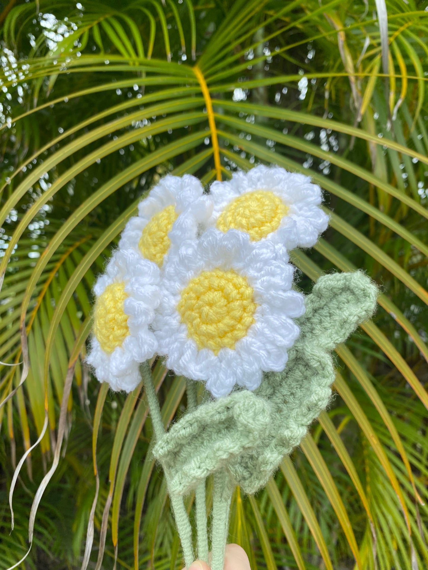 Daisies
